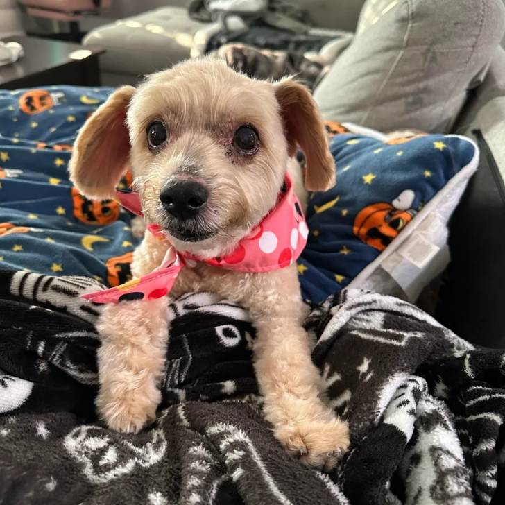 Un Morkie allongé et portant un foulard