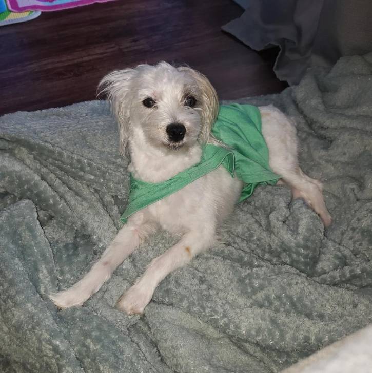 Un Morkie allongé et portant un habit pour chien 