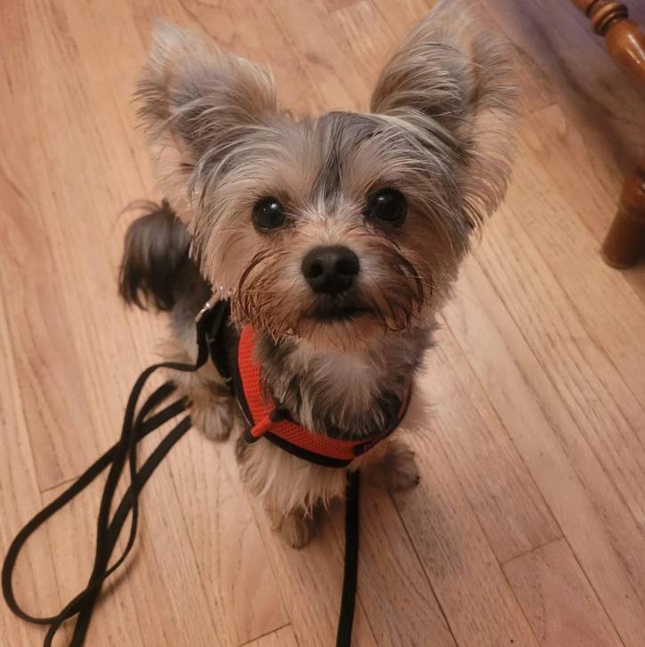 Un Morkie assis sur un plancher et qui est tenu en laisse