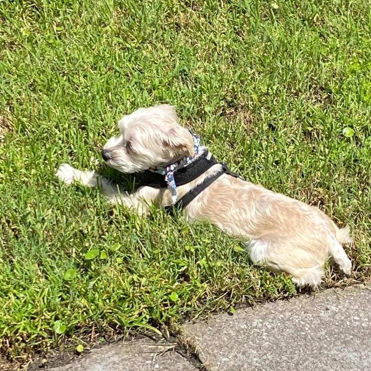 Un Morkie allongé sur une surface herbacée et portant un harnais