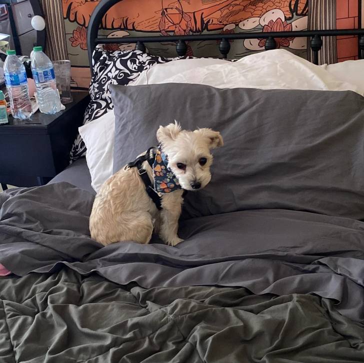 Un Morkie assis sur un lit et portant un harnais 