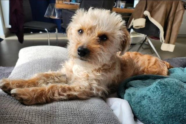 Un Morkie allongé et regardant vers la caméra 
