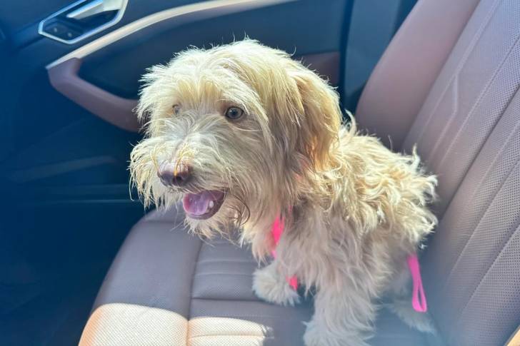 Un Morkie assis dans une voiture et ayant la gueule légèrement ouverte