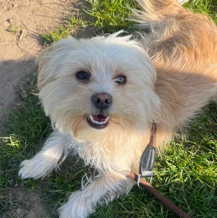 Un Morkie allongé sur une surface gazonnée et qui est tenu en laisse 