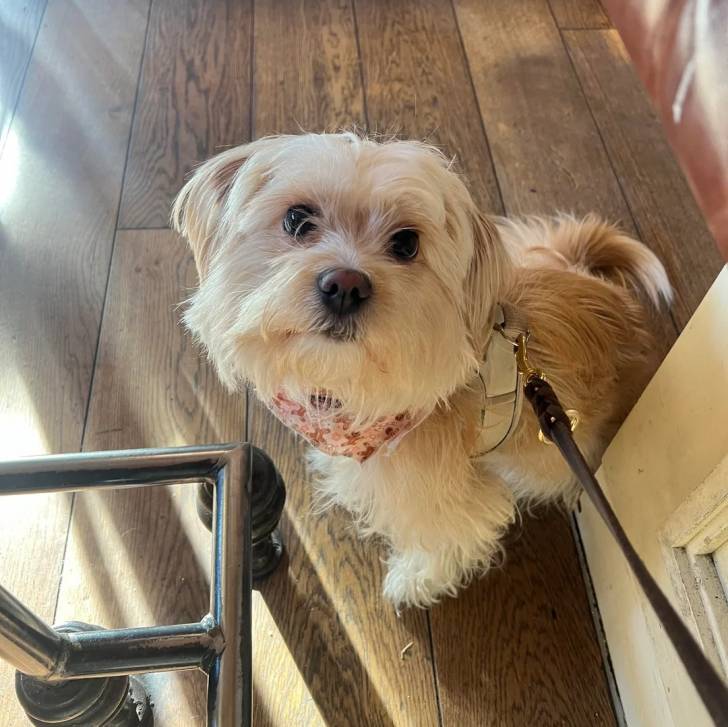 Un Morkie assis sur un plancher ettenu en laisse 