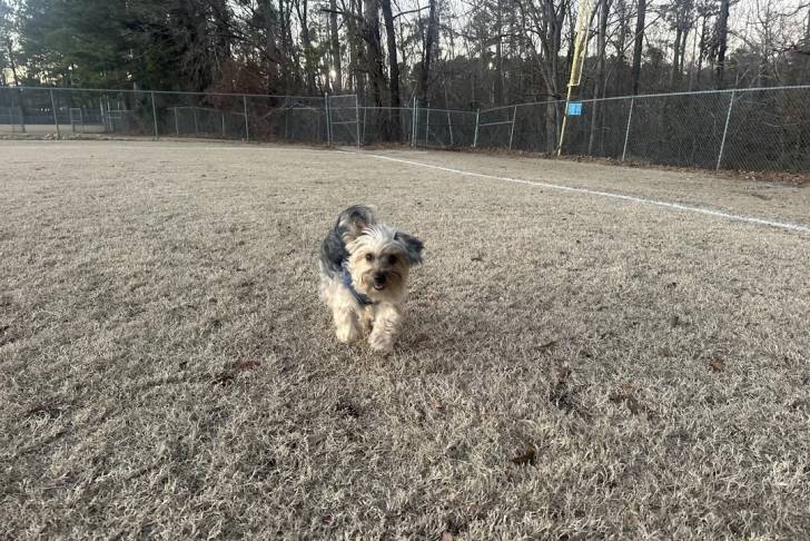Un Morkie sur une surface herbacée et portant un harnais