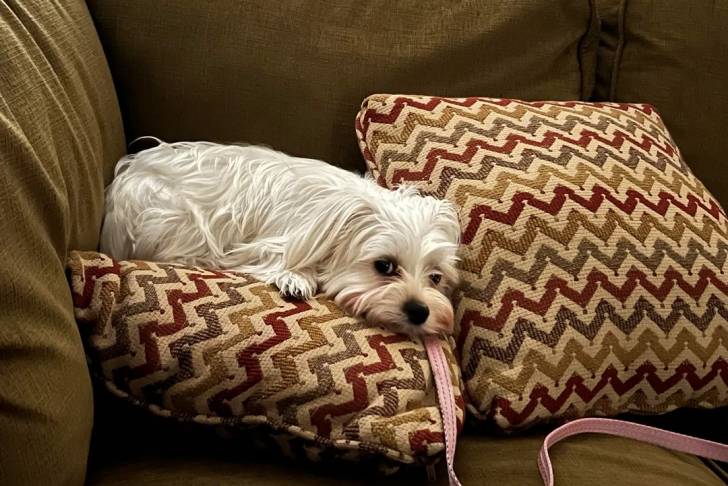 Un Morkie allongé sur un coussin et qui est tenu en laisse 