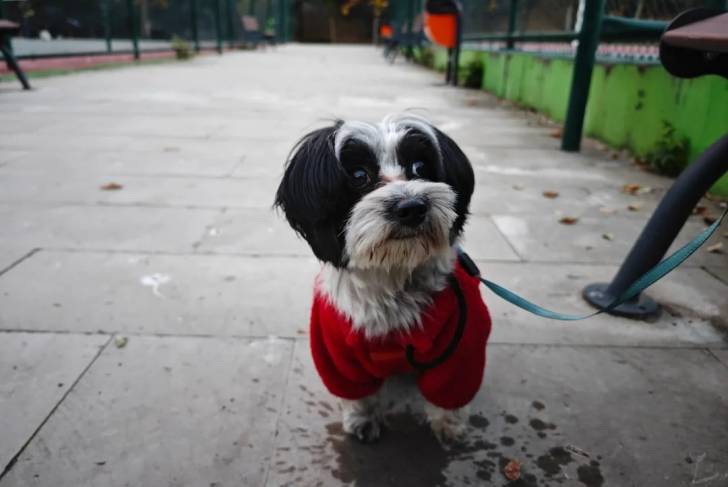 Un Morkie sur une surface bétonnée et portant un habit pour chien 