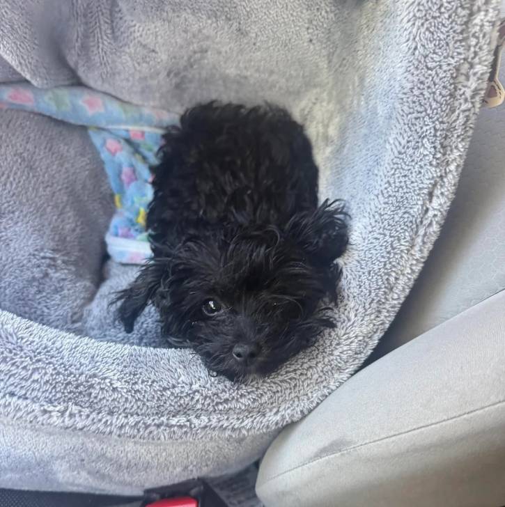 Un Morkie allongé dans un panier 