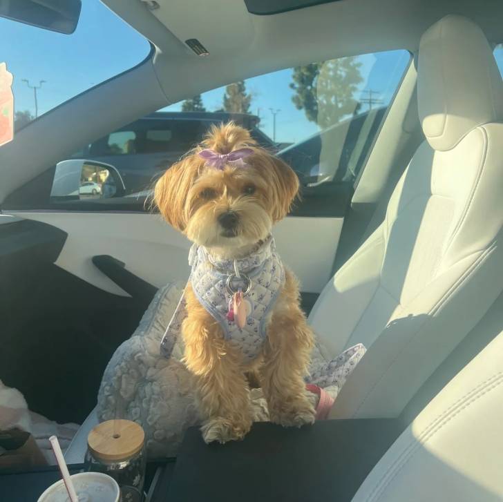 Un Morkie assis dans une voiture et portant un harnais 