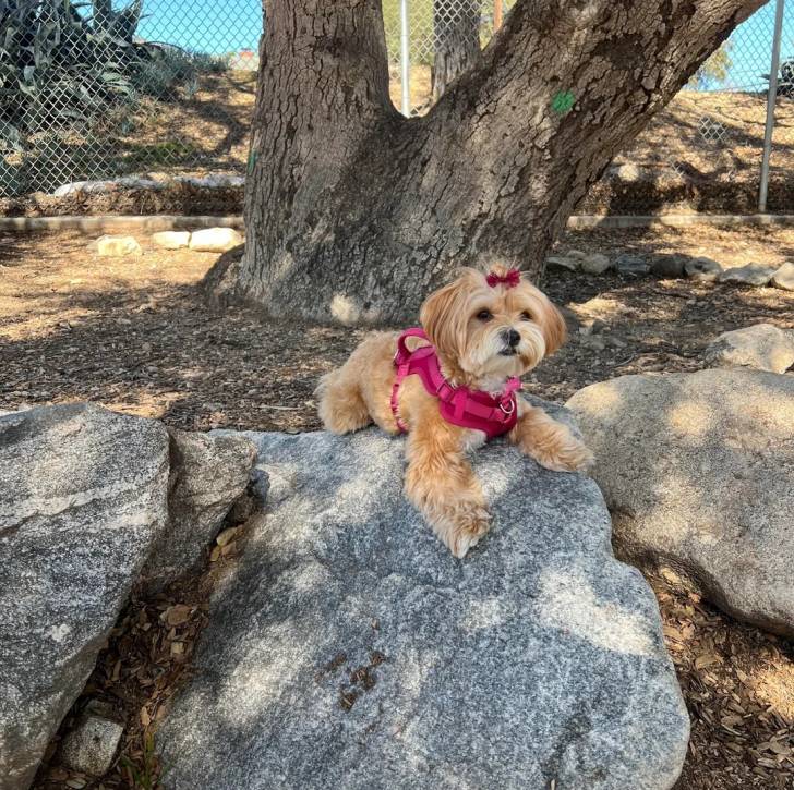 Un Morkie allongé sur un rocher et portant un harnais 