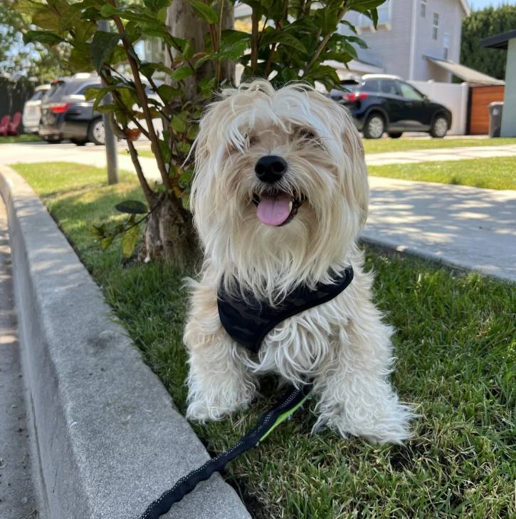 Un Morkie assis sur une surface gazonnée et tenu en laisse