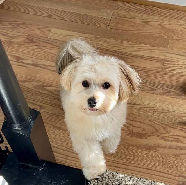 Un Morkie sur un plancher 