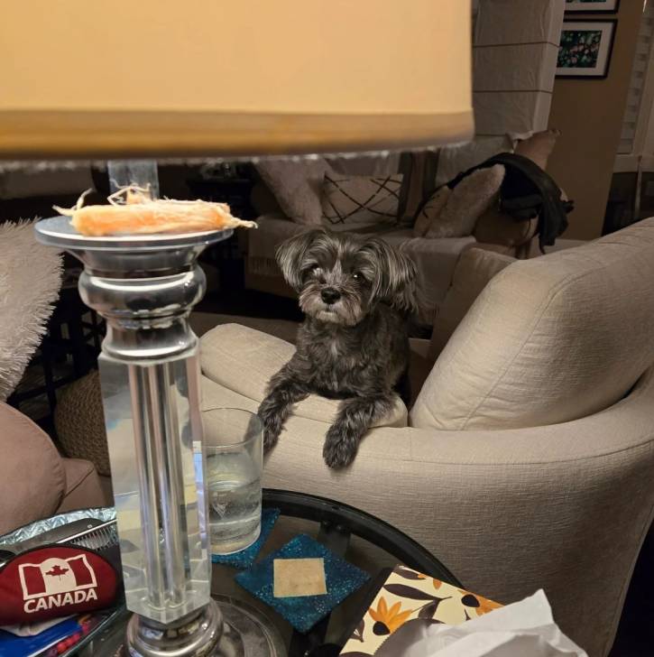 Un Morkie sur un canapé
