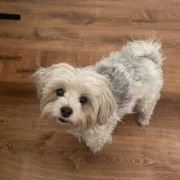 Un Morkie sur un plancher 
