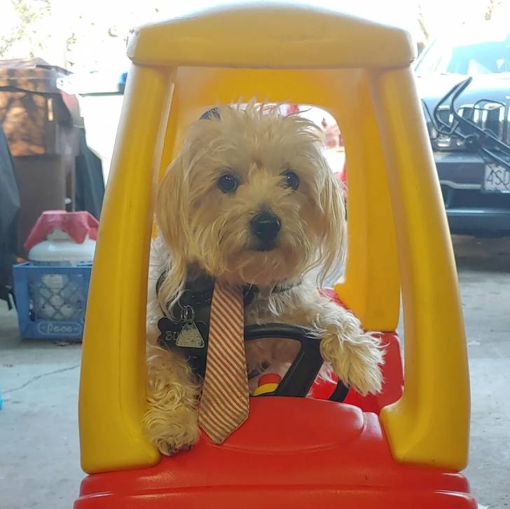 Un Morkie dans une voiturette et portant un cravate 