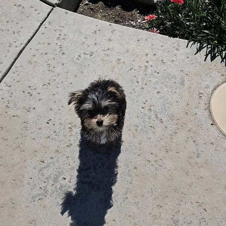 Un Morkie assis sur une surface bétonnée et regardant vers la caméra 