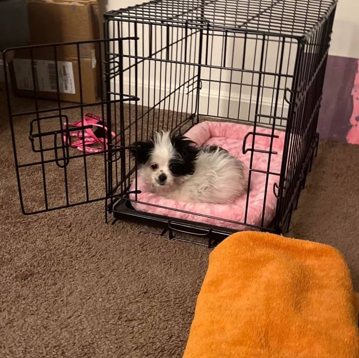 Un Morkie allongé dans une cage