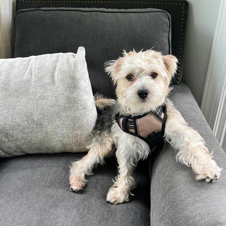 Un Morkie assis sur un canapé et portant un harnais 