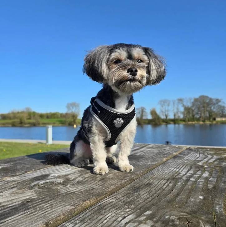 Un Morkie assis sur un plancher et portant un harnais 