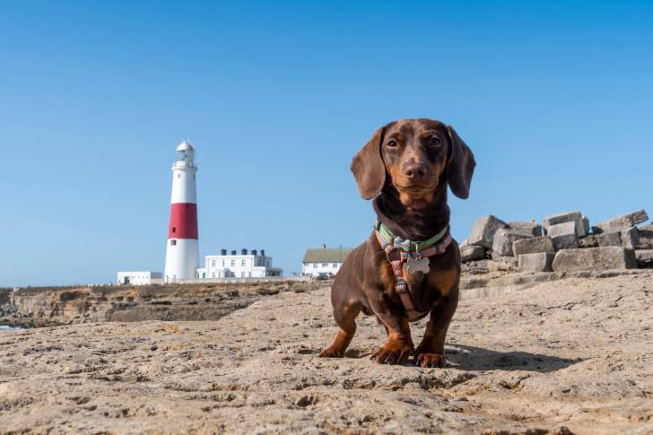 Un Teckel sur un rocher non loin du phare de Portland, dans le Dorset au Royaume-Uni