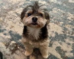 Un Morkie assis sur une moquette 