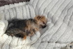 Un Morkie allongé sur une couverture et semblant dormir 