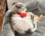 Un Morkie allongé dans un panier et portant un habit pour chien 