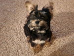Un Morkie assis sur une moquette 