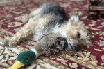 Un Morkie allongé sur un tapis et semblant dormir 