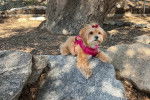 Un Morkie allongé sur un rocher et portant un harnais 