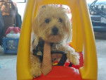 Un Morkie dans une voiturette et portant un cravate 