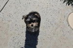 Un Morkie assis sur une surface bétonnée et regardant vers la caméra 