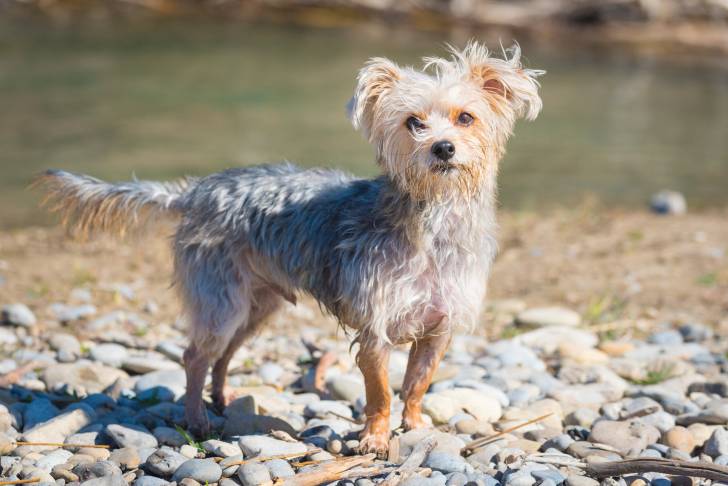 Photo Morkie