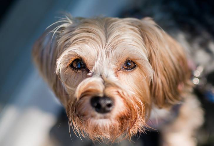 Photo Morkie