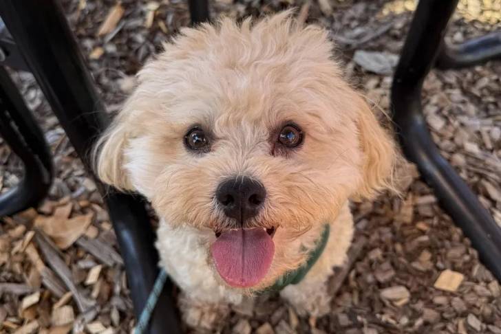 Un Morkie tirant la langue et qui est tenu en laisse 