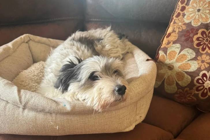 Un Morkie allongé dans un panier et semblant détendu