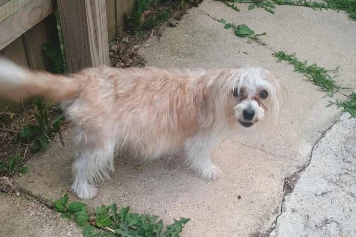 Un Morkie devant une clôture en bois et regardant vers la caméra
