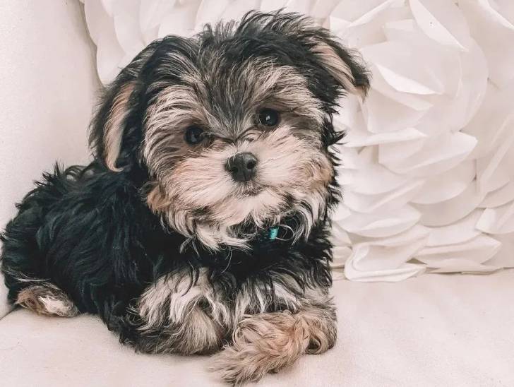 Un Morkie allongé et portant un collier autour du cou