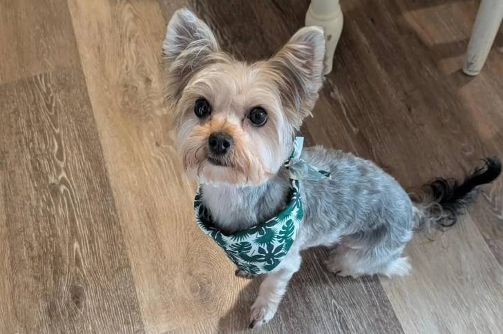 Un Morkie assis sur un plancher et portant un un bavoir 