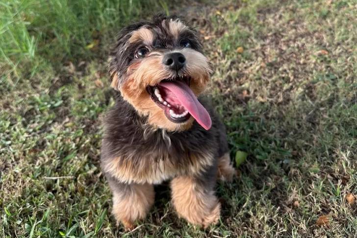 Un Morkie sur un terrain herbeux et ayant la langue pendante 