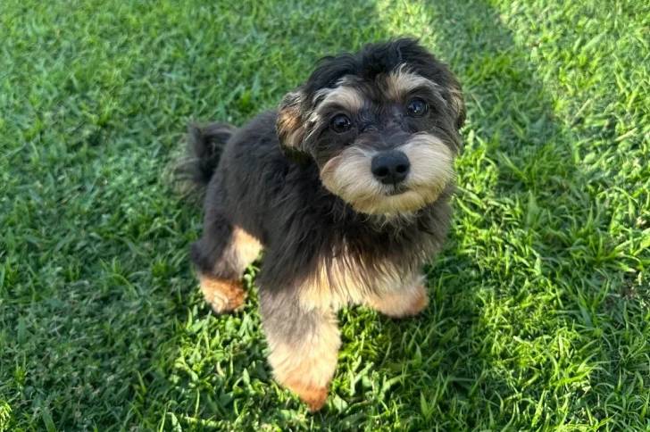 Un Morkie assis sur une surface gazonnée et regardant vers la caméra 