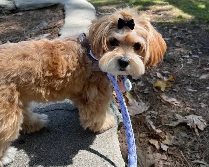 Un Morkie tenu en laisse et regardant vers la caméra