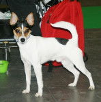 Photo Tenterfield Terrier