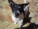 Photo Tenterfield Terrier