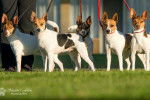 Photo Tenterfield Terrier