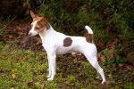 Chase - Tenterfield Terrier
