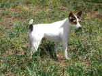 Snowbell - Tenterfield Terrier