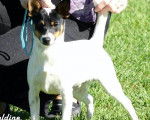 Banjo - Tenterfield Terrier