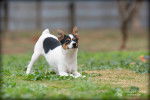Photo Tenterfield Terrier